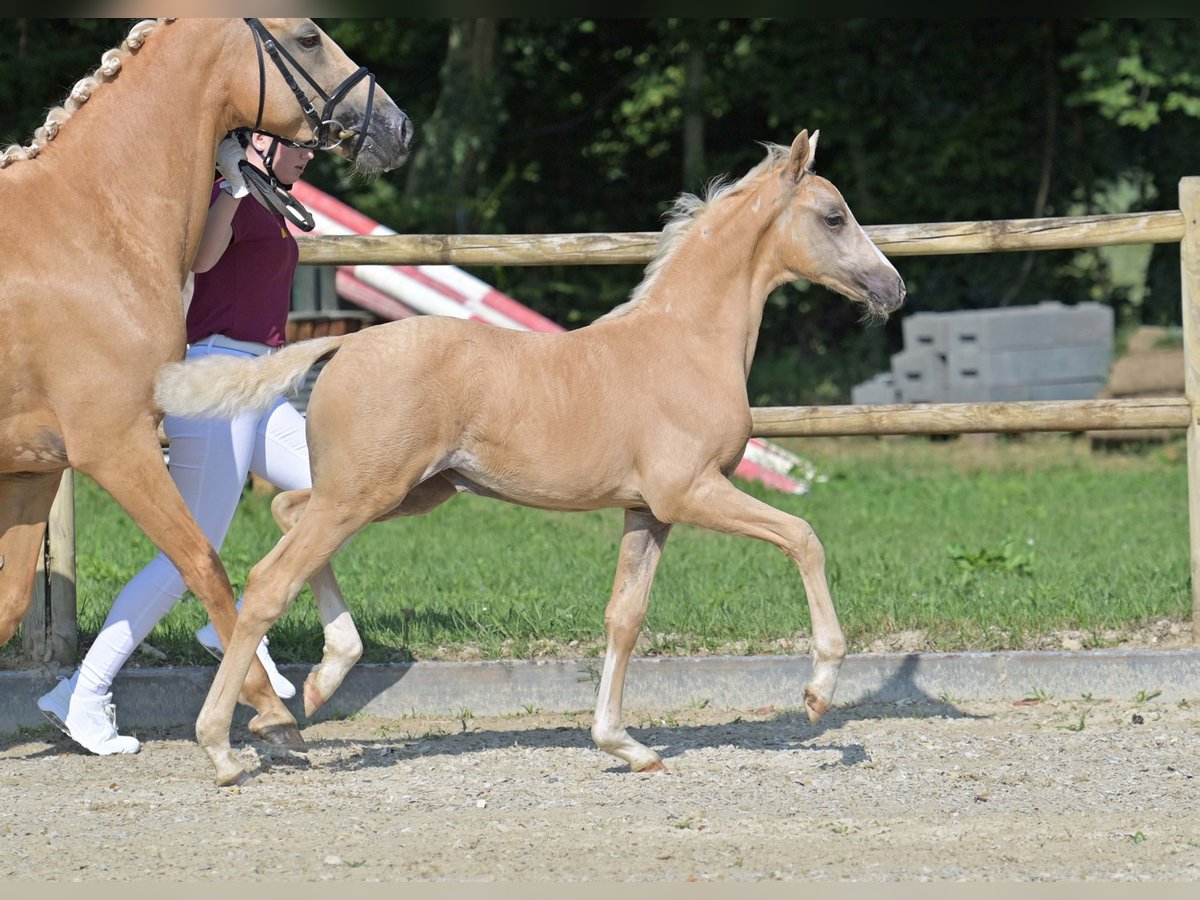Deutsches Reitpony Stute Fohlen (04/2025) Palomino in Gomadingen