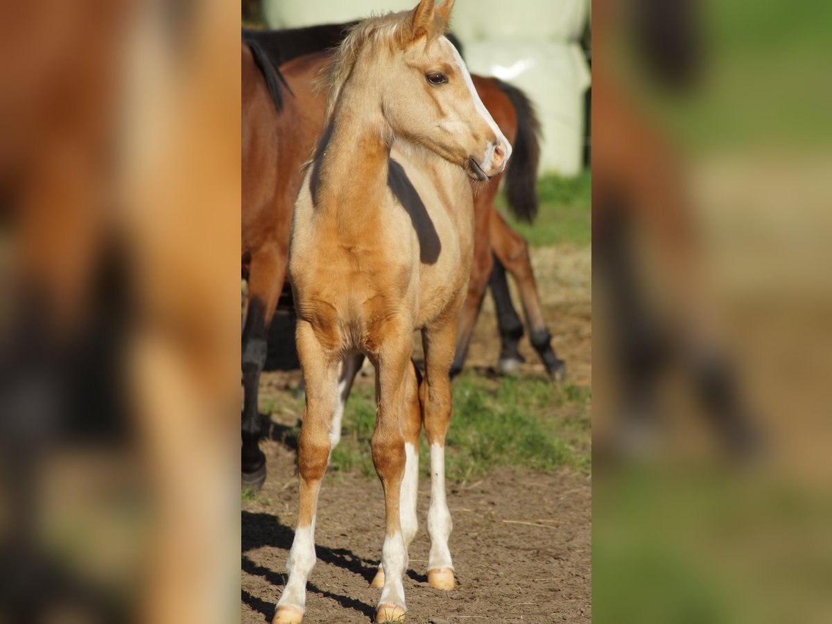 Deutsches Reitpony Stute Fohlen (05/2025) Palomino in Merzen