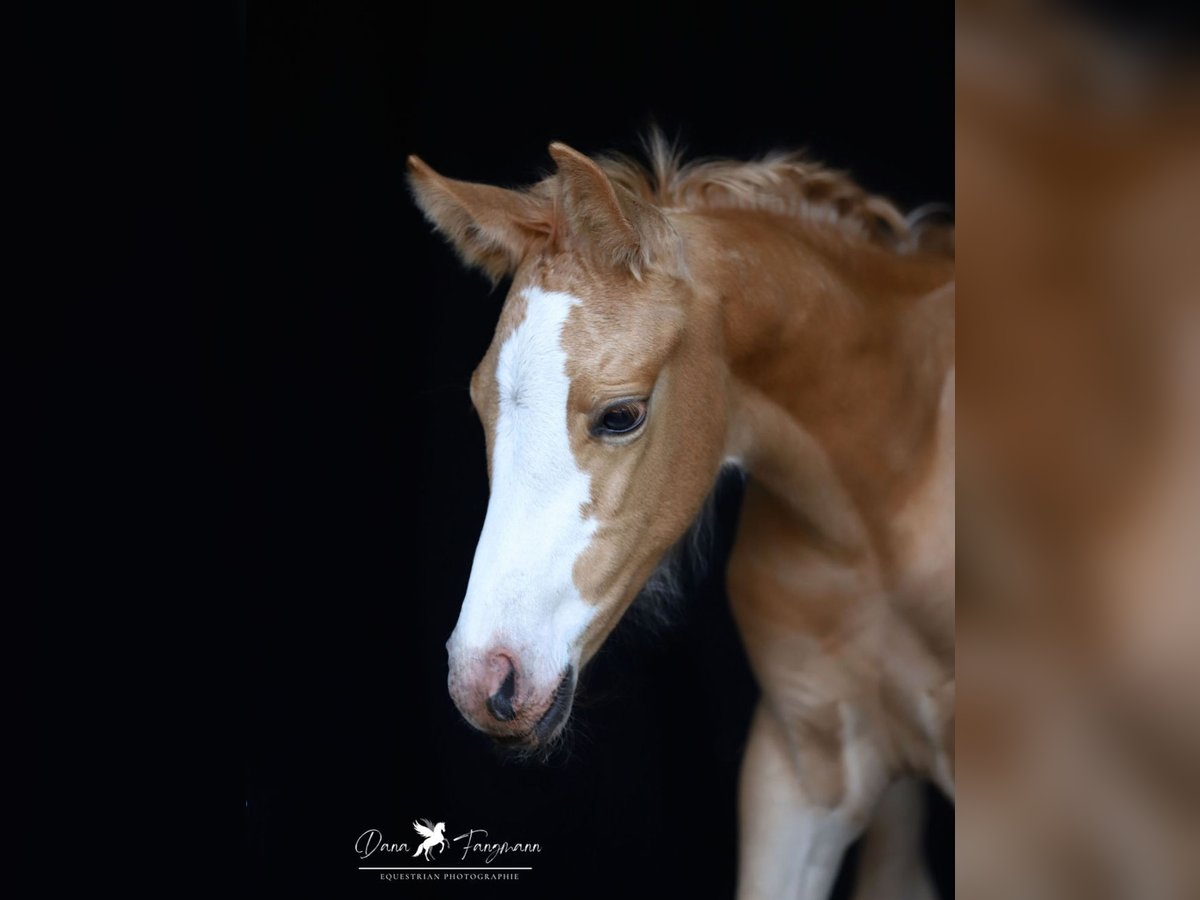 Deutsches Reitpony Stute  Palomino in Neuenkirchen-V&#xF6;rden