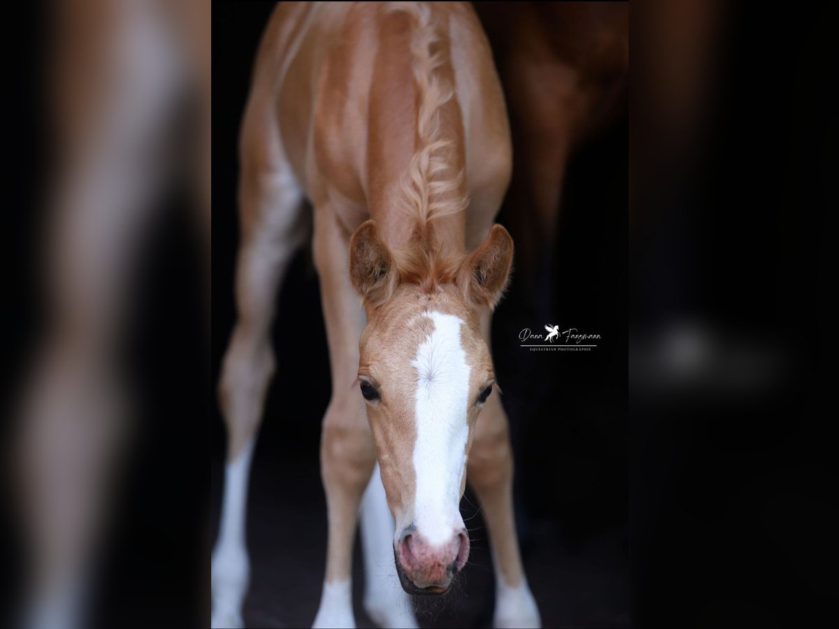 Deutsches Reitpony Stute Fohlen (06/2025) Palomino in Neuenkirchen-V&#xF6;rden