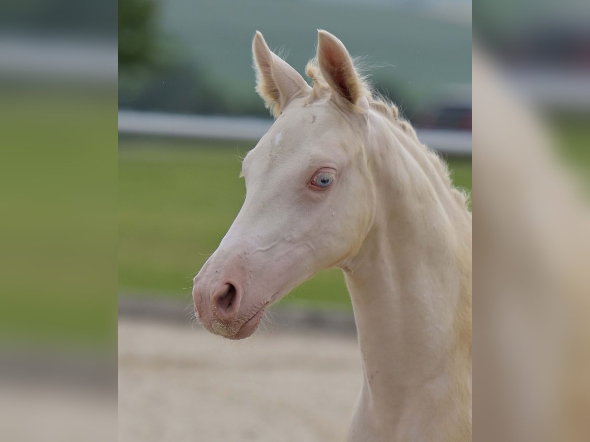 Deutsches Reitpony Stute Fohlen (04/2025) Perlino in Gomadingen