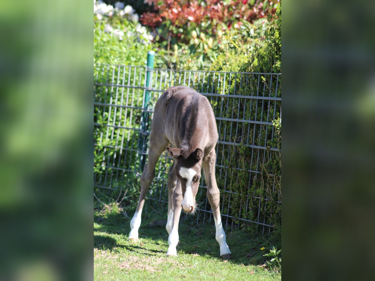 Deutsches Reitpony Stute  Rappe in Ritterhude