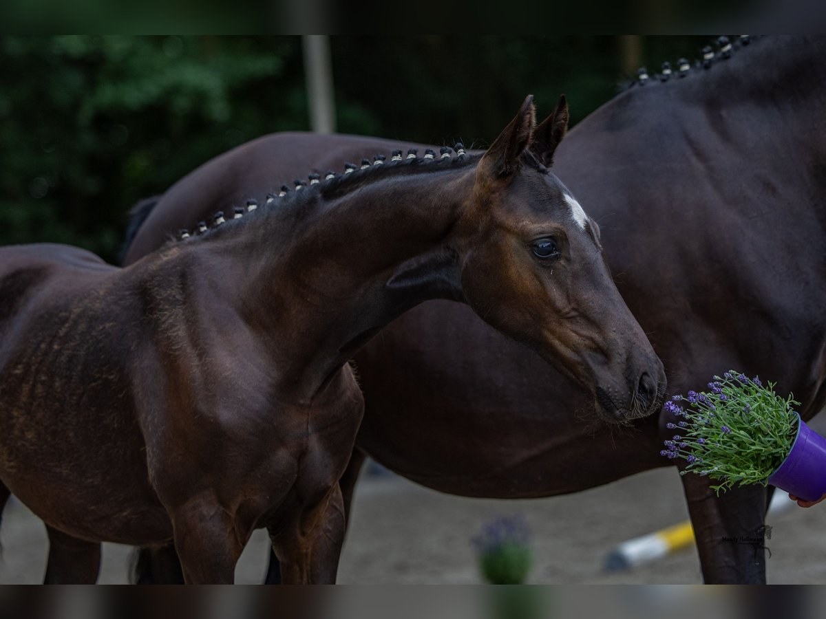 Deutsches Reitpony Stute  Rappe in Emstek