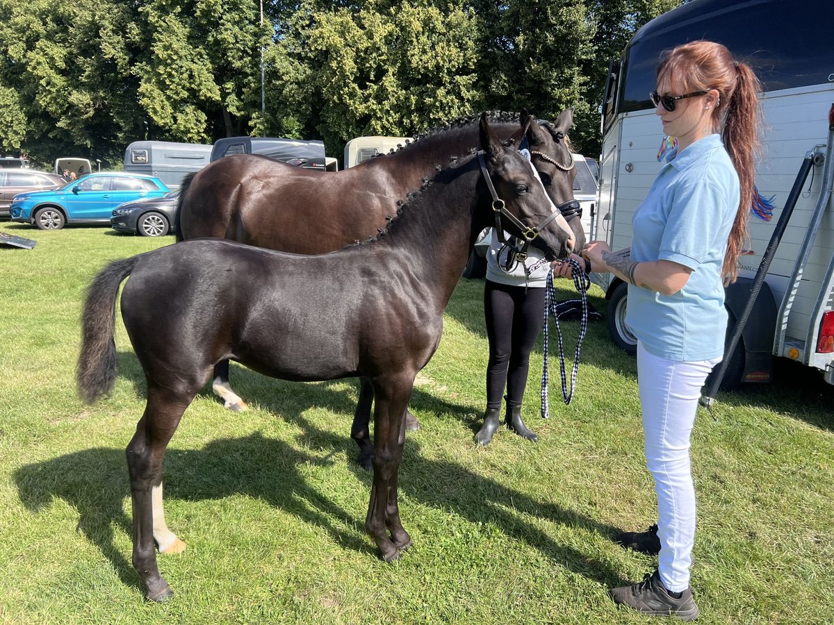 Deutsches Reitpony Stute Fohlen (05/2025) Rappe in HaaleTodenb&#xFC;ttel