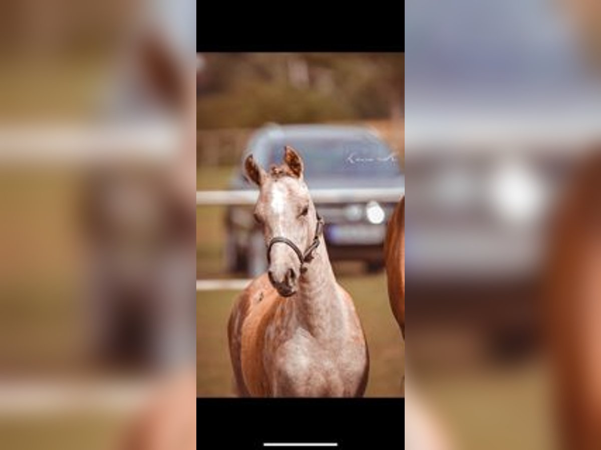 Deutsches Reitpony Stute Fohlen (04/2025) Schimmel in Espelkamp