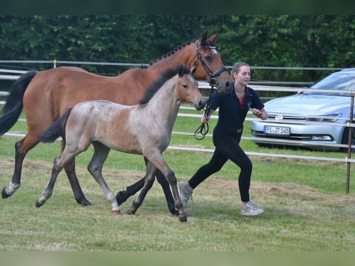 Deutsches Reitpony Stute Fohlen (03/2024) Schimmel in Klein NordendE