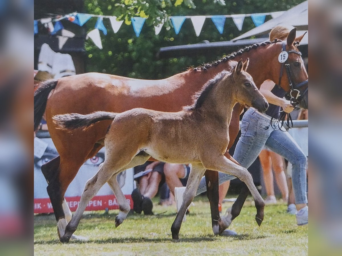 Deutsches Reitpony Stute Fohlen (05/2025) Schwarzbrauner in B&#xFC;ren
