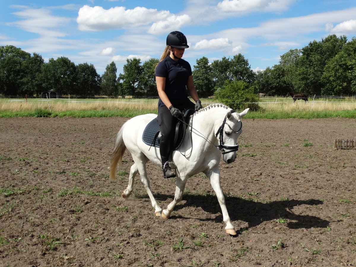 Deutsches Reitpony Wallach 10 Jahre 130 cm Schimmel in Muchow