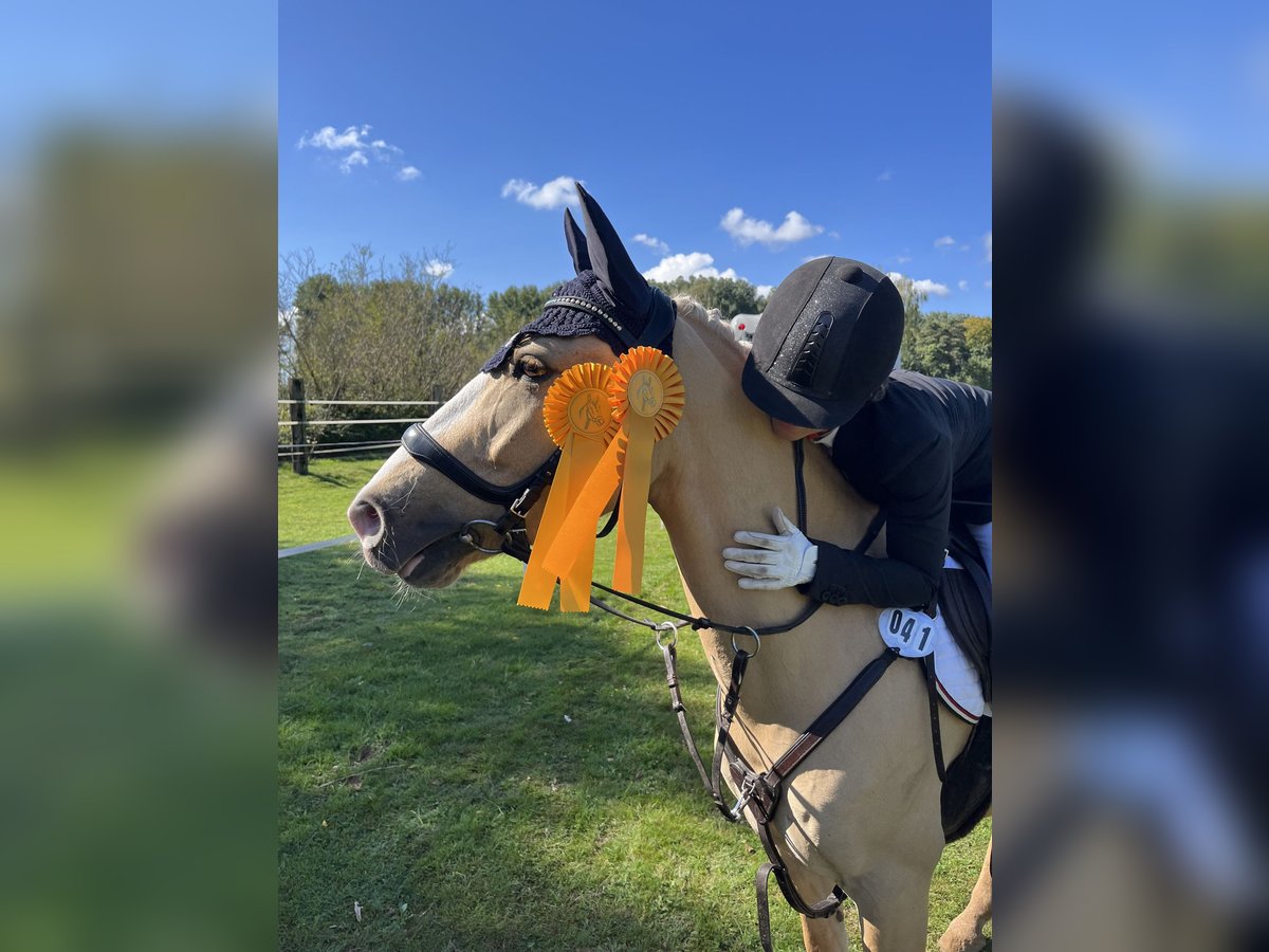 Deutsches Reitpony Wallach 10 Jahre 142 cm Dunalino in Vettweiß