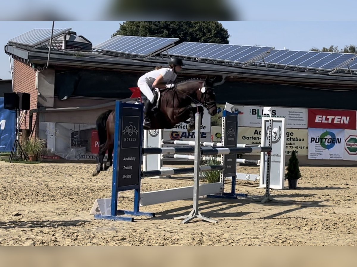 Deutsches Reitpony Wallach 10 Jahre 143 cm Brauner in Sonsbeck