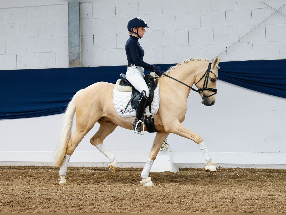 Deutsches Reitpony Wallach 10 Jahre 144 cm Palomino in Marsberg