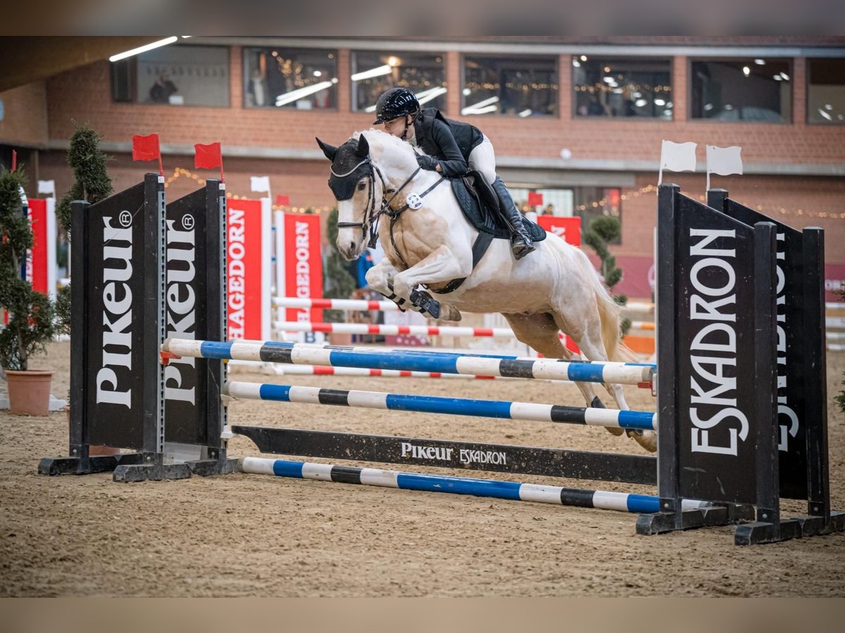 Deutsches Reitpony, Wallach in Paderborn