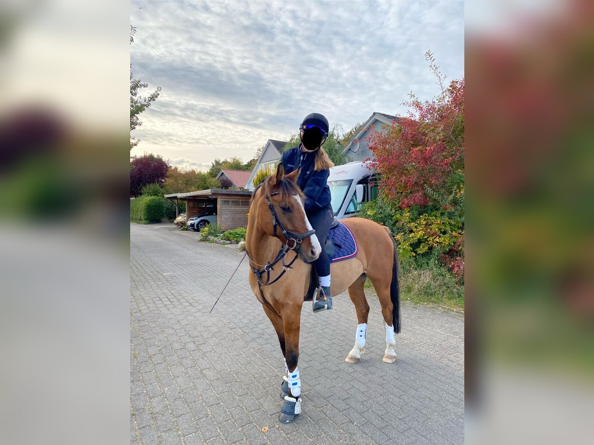 Deutsches Reitpony Wallach 10 Jahre 145 cm Falbe in Sch&#xF6;nkirchen