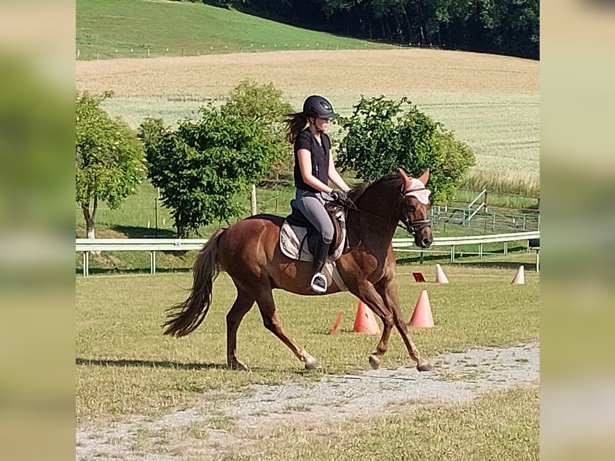 Deutsches Reitpony Wallach 10 Jahre 145 cm Fuchs in Landolfshausen OT Mackenrode