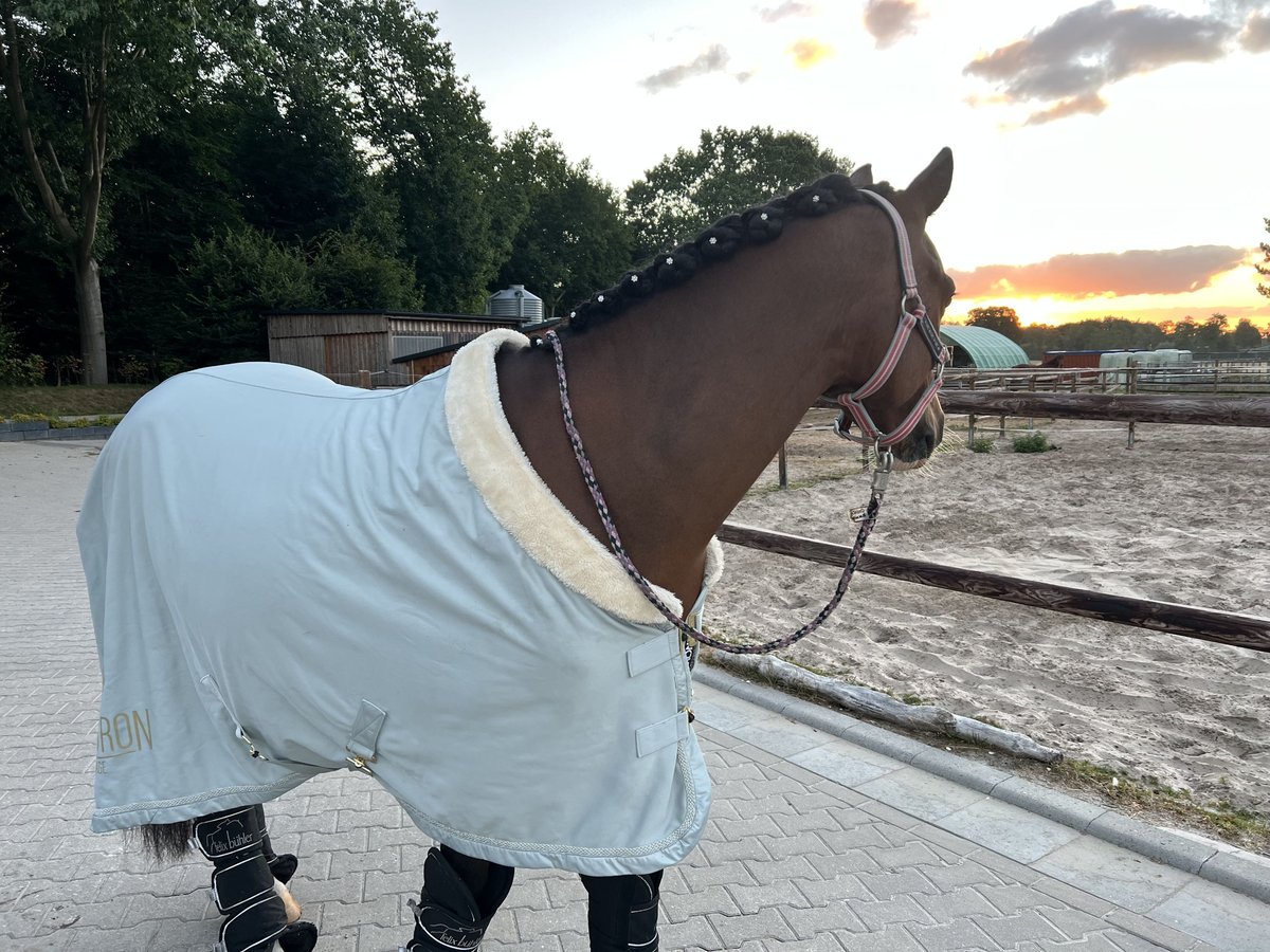 Deutsches Reitpony Wallach 10 Jahre 147 cm Brauner in Zetel