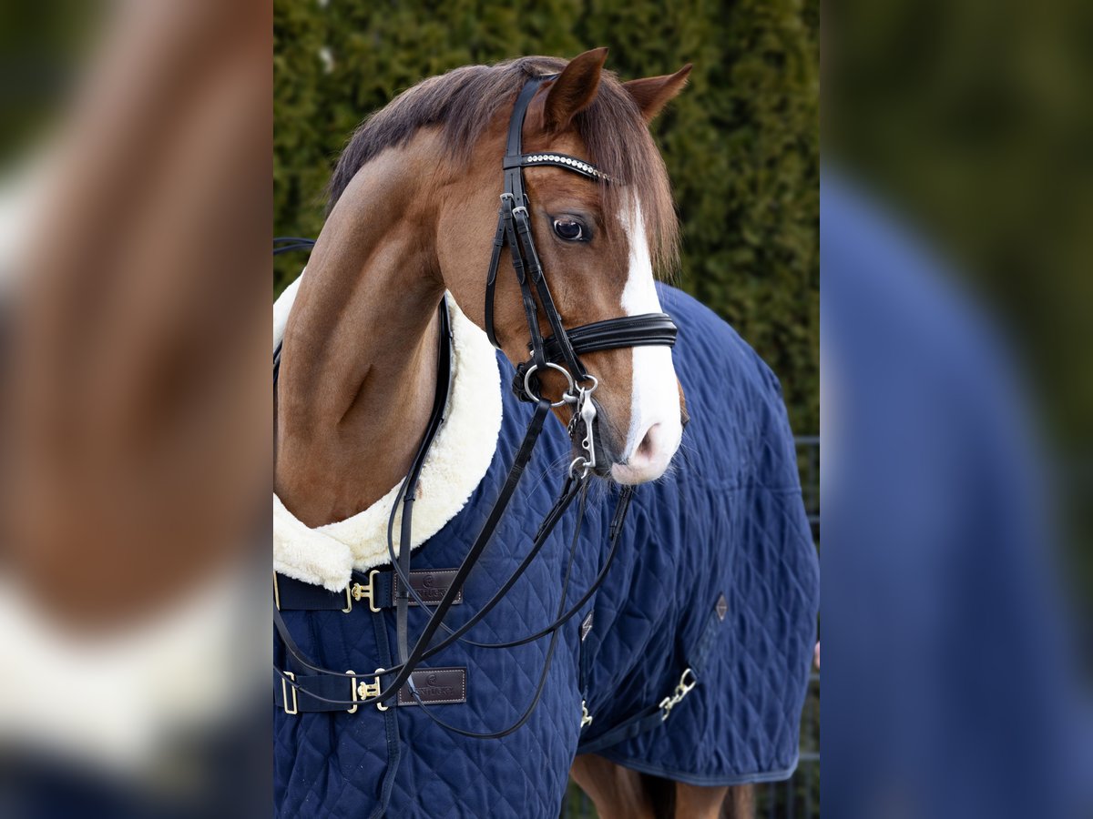 Deutsches Reitpony Wallach 10 Jahre 147 cm Dunkelfuchs in Geretsried