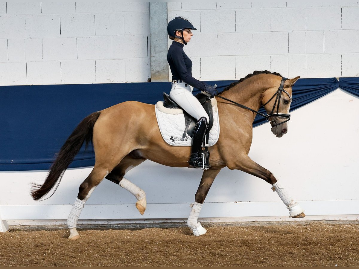 Deutsches Reitpony Wallach 10 Jahre 147 cm Falbe in Marsberg