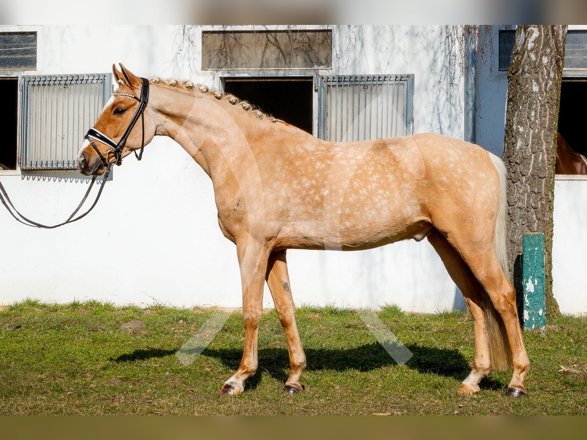 Deutsches Reitpony Wallach 10 Jahre 147 cm Palomino in Burgdorf