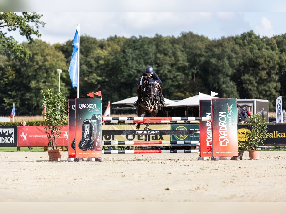 Deutsches Reitpony Wallach 10 Jahre 147 cm Rappe in Techentin