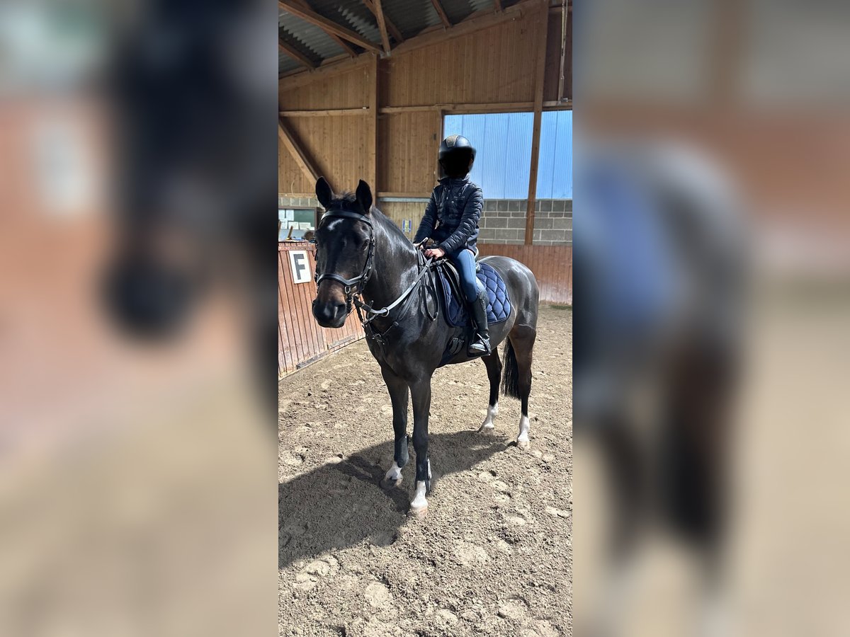 Deutsches Reitpony Wallach 10 Jahre 148 cm Dunkelbrauner in M&#xFC;nzenberg