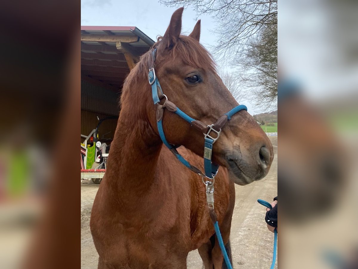 Deutsches Reitpony Wallach 10 Jahre 148 cm Dunkelfuchs in Naumburg