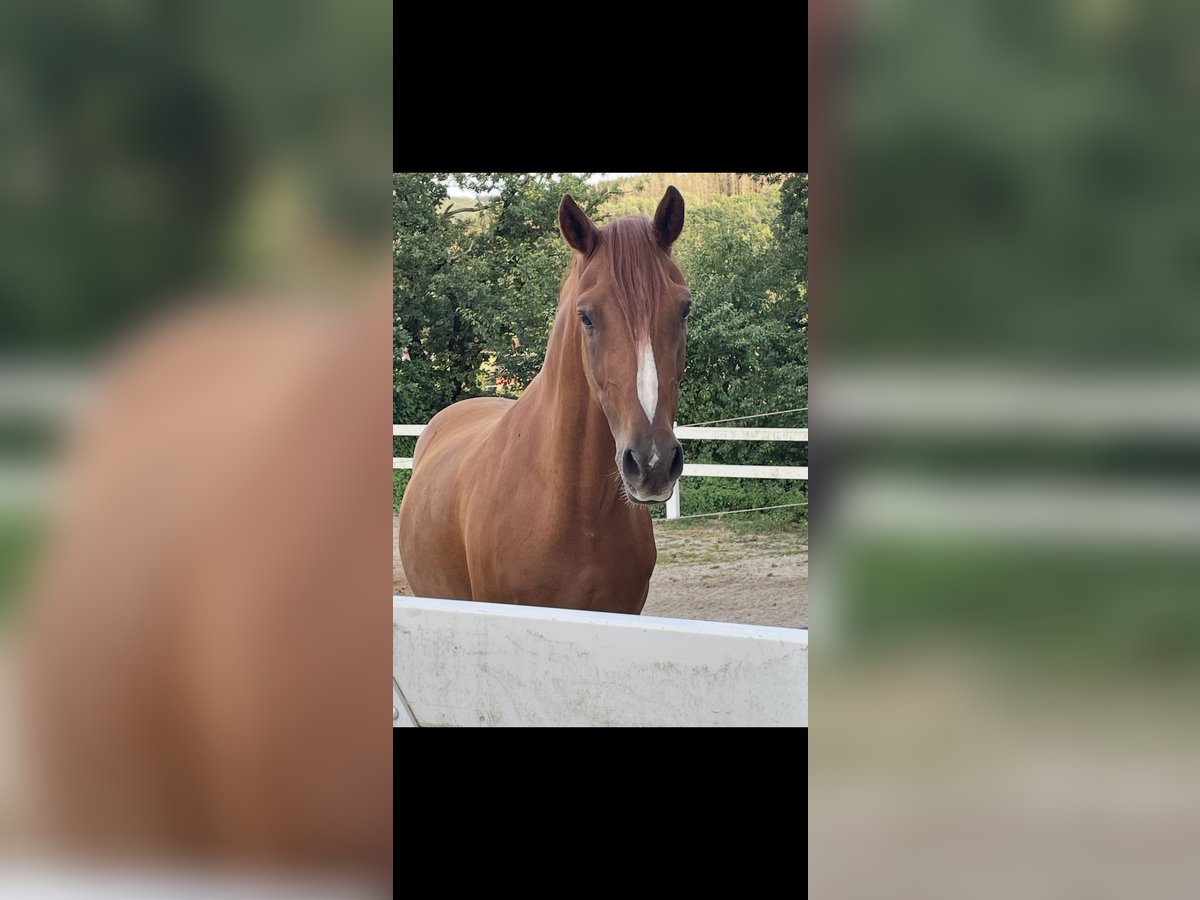 Deutsches Reitpony Wallach 10 Jahre 148 cm Fuchs in Zerf