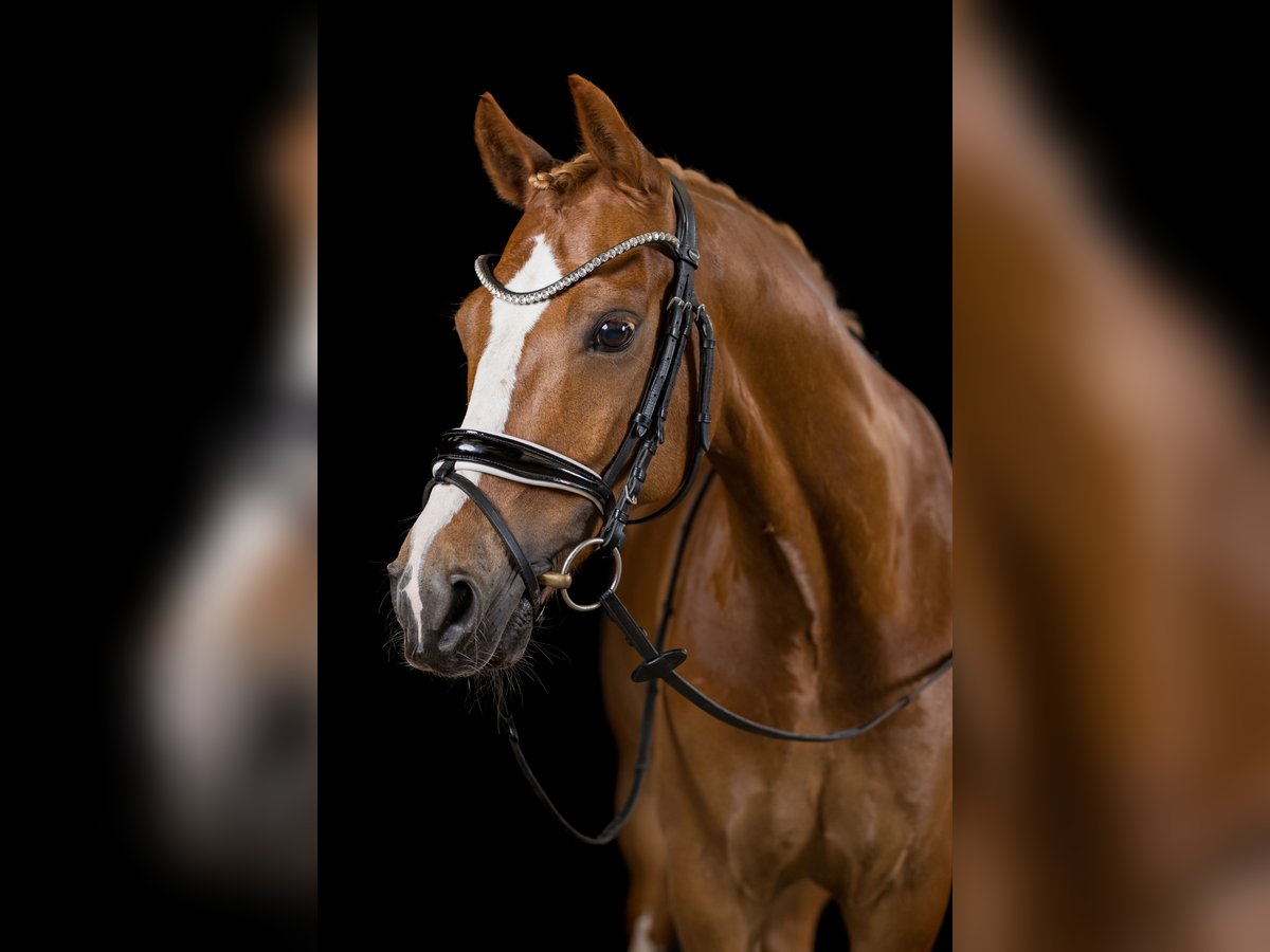 Deutsches Reitpony Wallach 10 Jahre 148 cm Fuchs in Schmalfeld