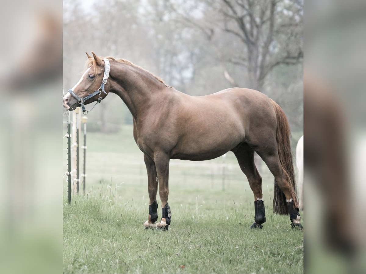 Deutsches Reitpony Wallach 10 Jahre 148 cm Fuchs in Inning am Ammersee
