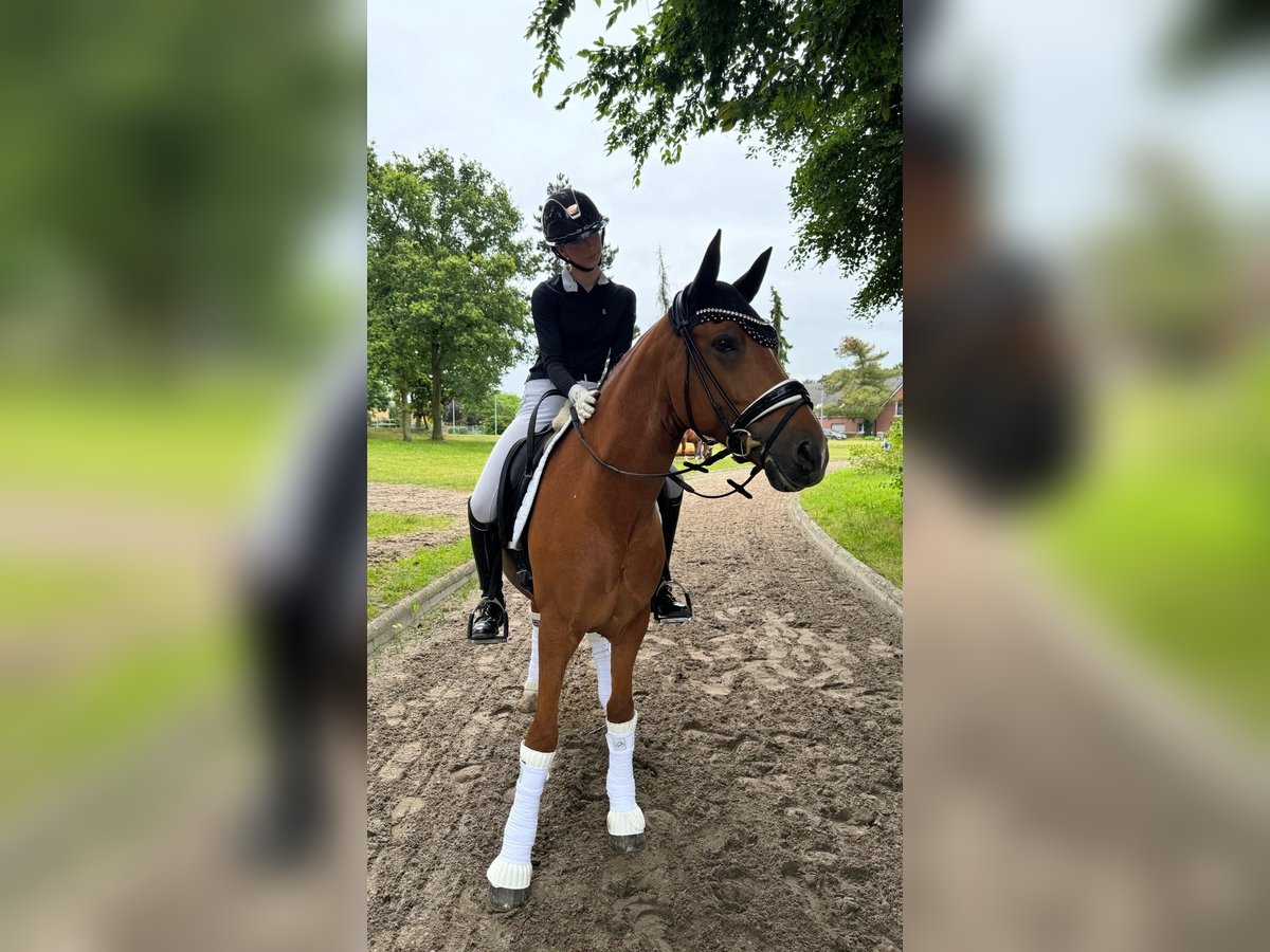 Deutsches Reitpony Wallach 10 Jahre 148 cm Fuchs in Swisttal