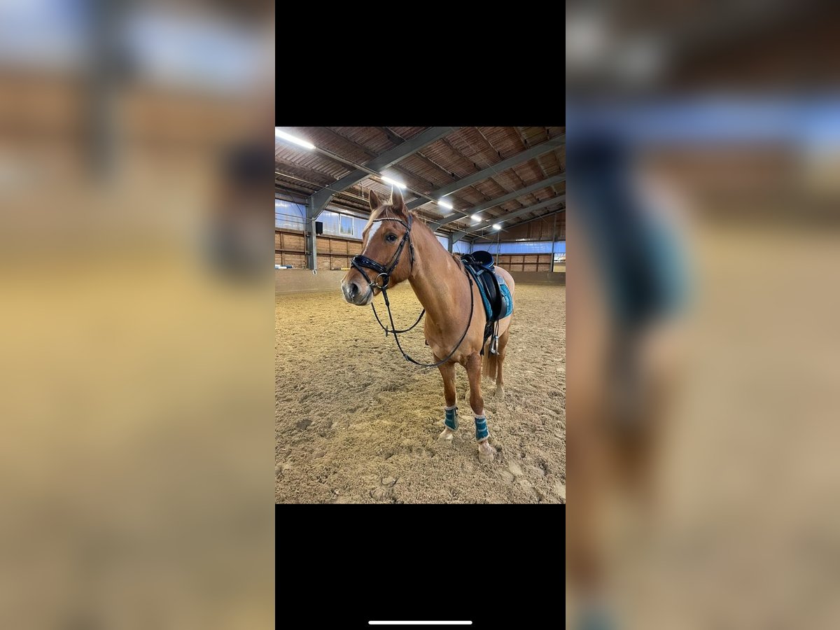 Deutsches Reitpony Wallach 10 Jahre 148 cm Fuchs in Neuhausen ob Eck