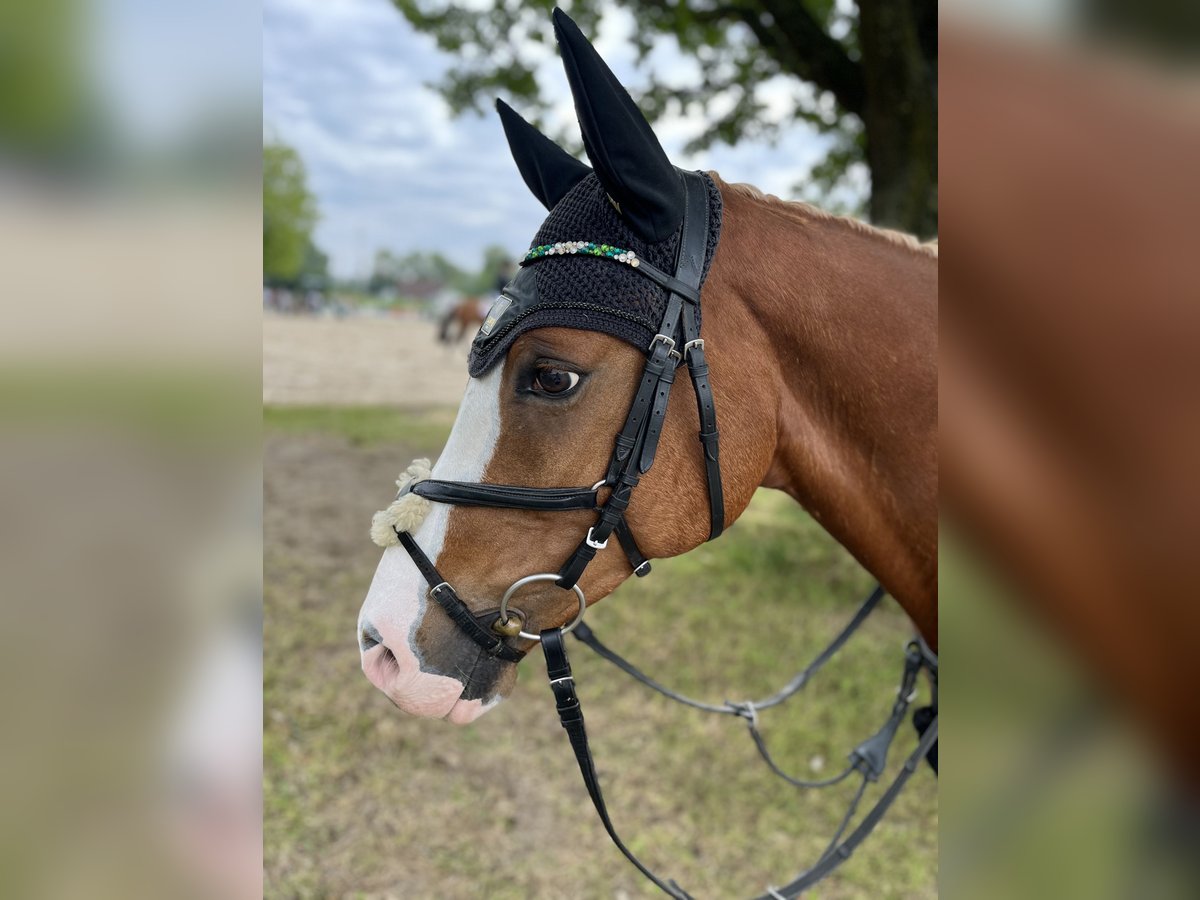 Deutsches Reitpony Wallach 10 Jahre 148 cm Fuchs in Nettetal