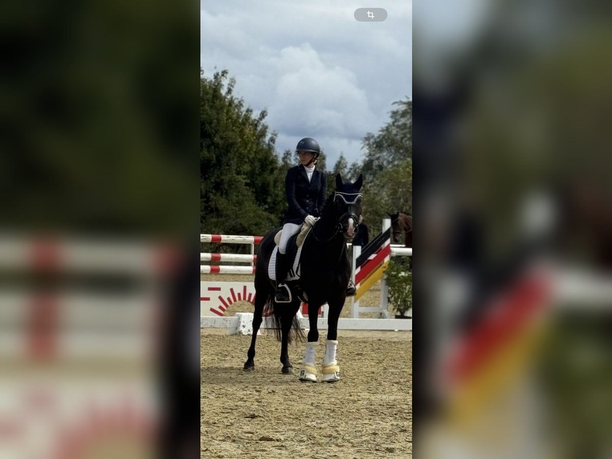 Deutsches Reitpony Wallach 10 Jahre 148 cm Rappe in HammHamm