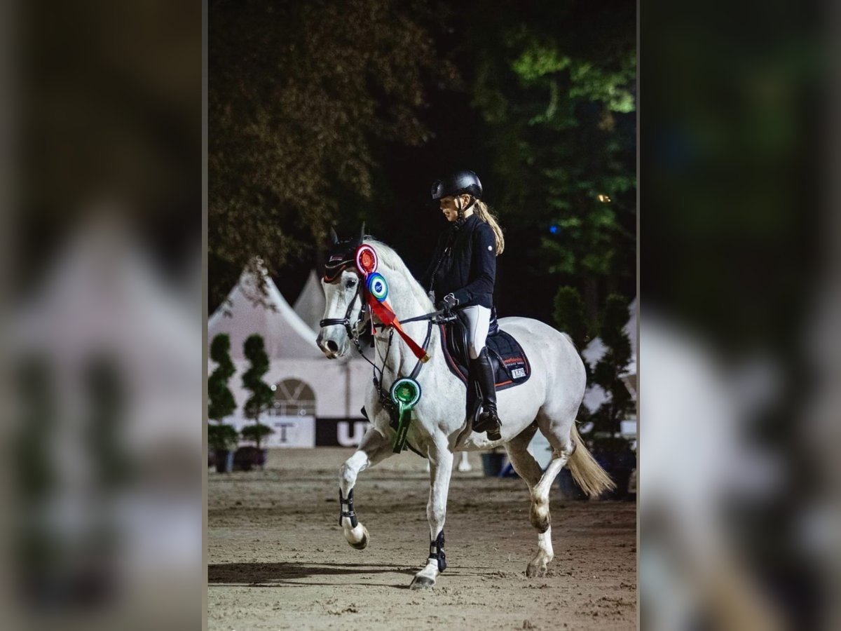 Deutsches Reitpony Wallach 10 Jahre 148 cm Schimmel in Schwerte