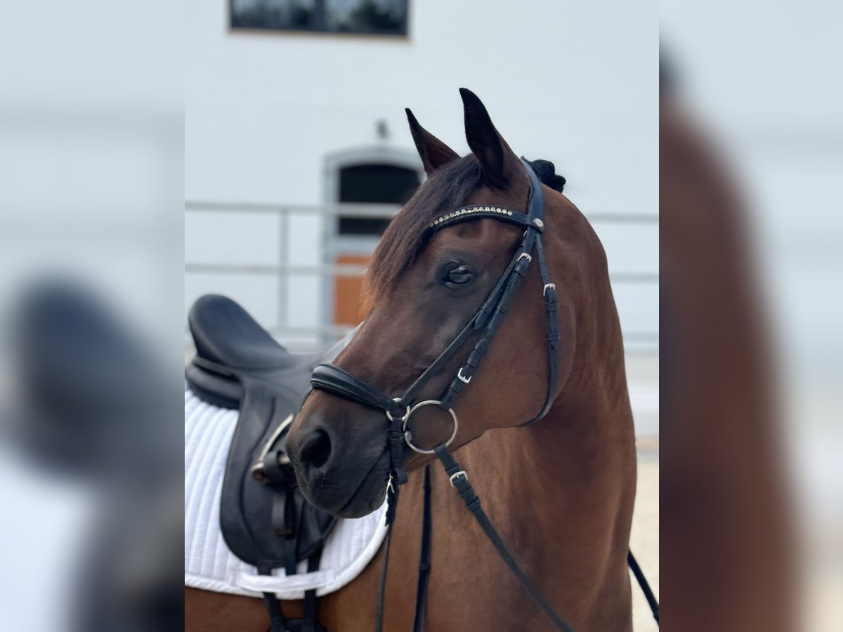 Deutsches Reitpony Wallach 10 Jahre 149 cm Brauner in Hülben