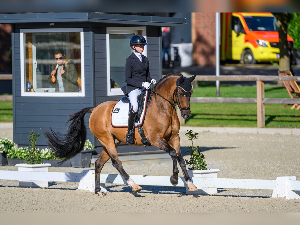 Deutsches Reitpony Wallach 10 Jahre 149 cm Falbe in Straelen