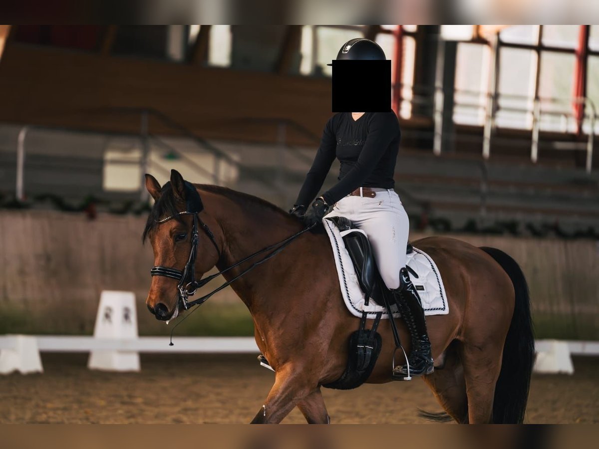 Deutsches Reitpony Wallach 10 Jahre 151 cm Brauner in K&#xF6;ln