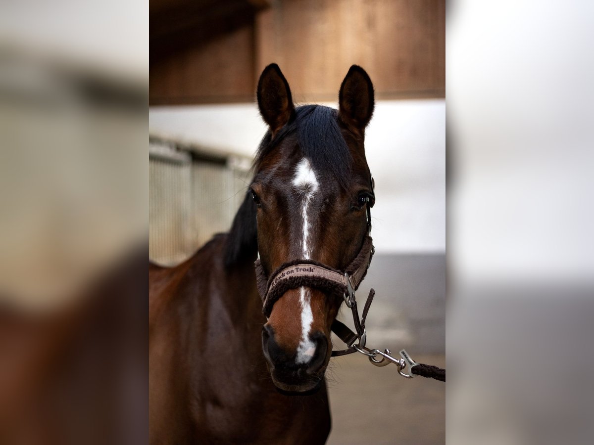 Deutsches Reitpony Wallach 10 Jahre 152 cm Brauner in Neuwied