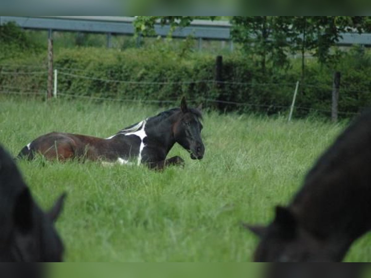 Deutsches Reitpony Mix Wallach 10 Jahre 152 cm Schecke in Kerpen