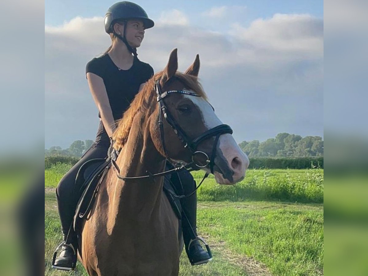 Deutsches Reitpony Wallach 10 Jahre 153 cm Fuchs in Drochtersen