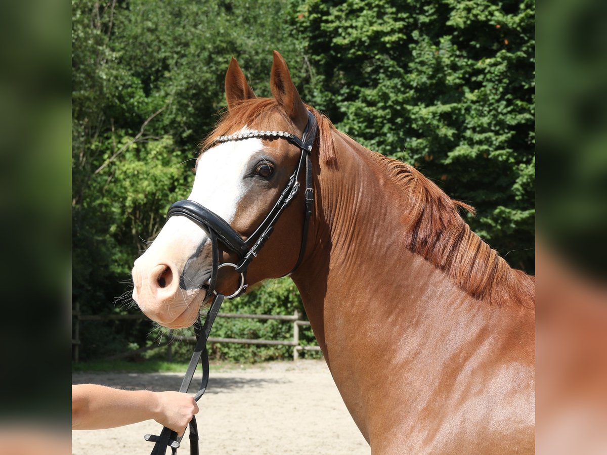 Deutsches Reitpony Wallach 10 Jahre 154 cm Fuchs in Wachtendonk