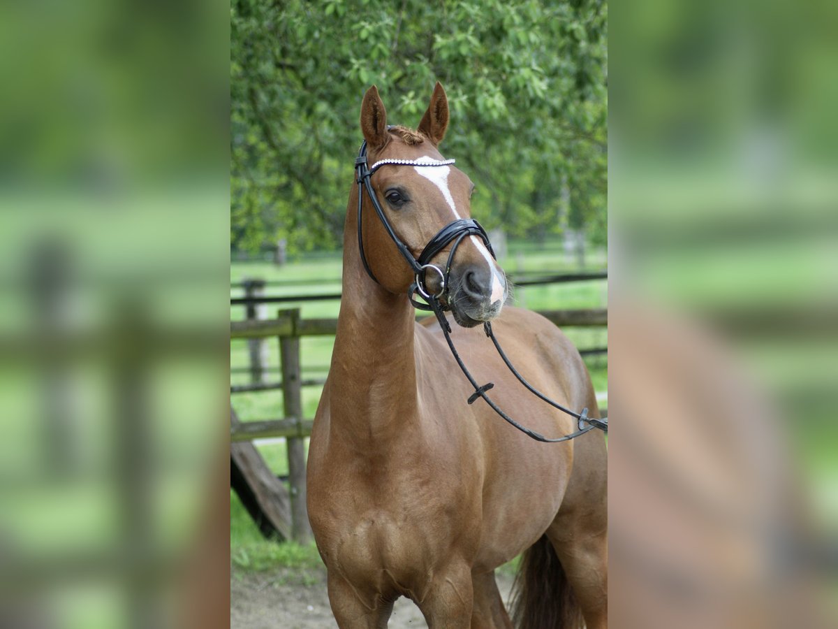 Deutsches Reitpony Wallach 10 Jahre 158 cm Dunkelfuchs in Schwalmtal