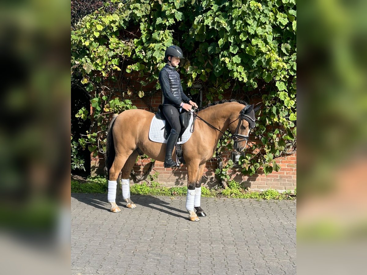 Deutsches Reitpony Wallach 10 Jahre in Mahlstedt