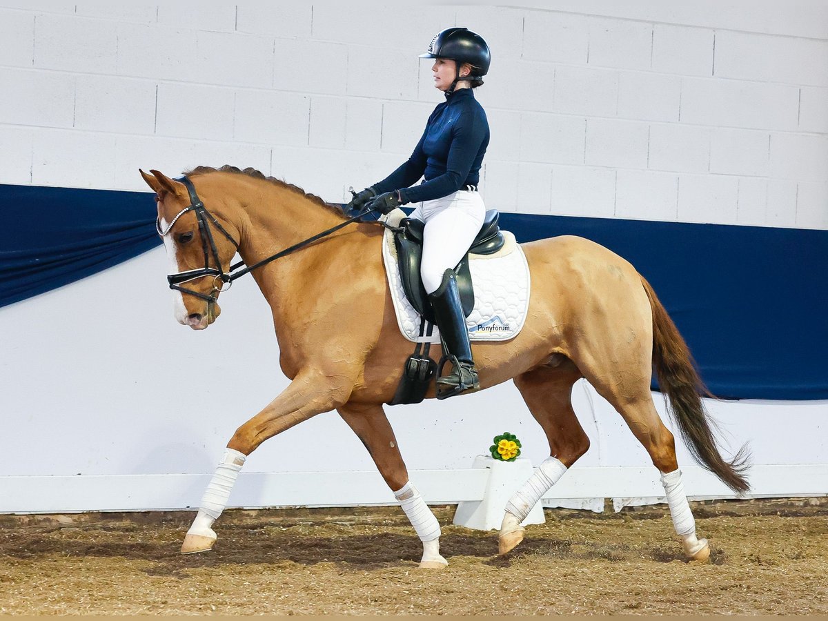 Deutsches Reitpony Wallach 10 Jahre Fuchs in Marsberg