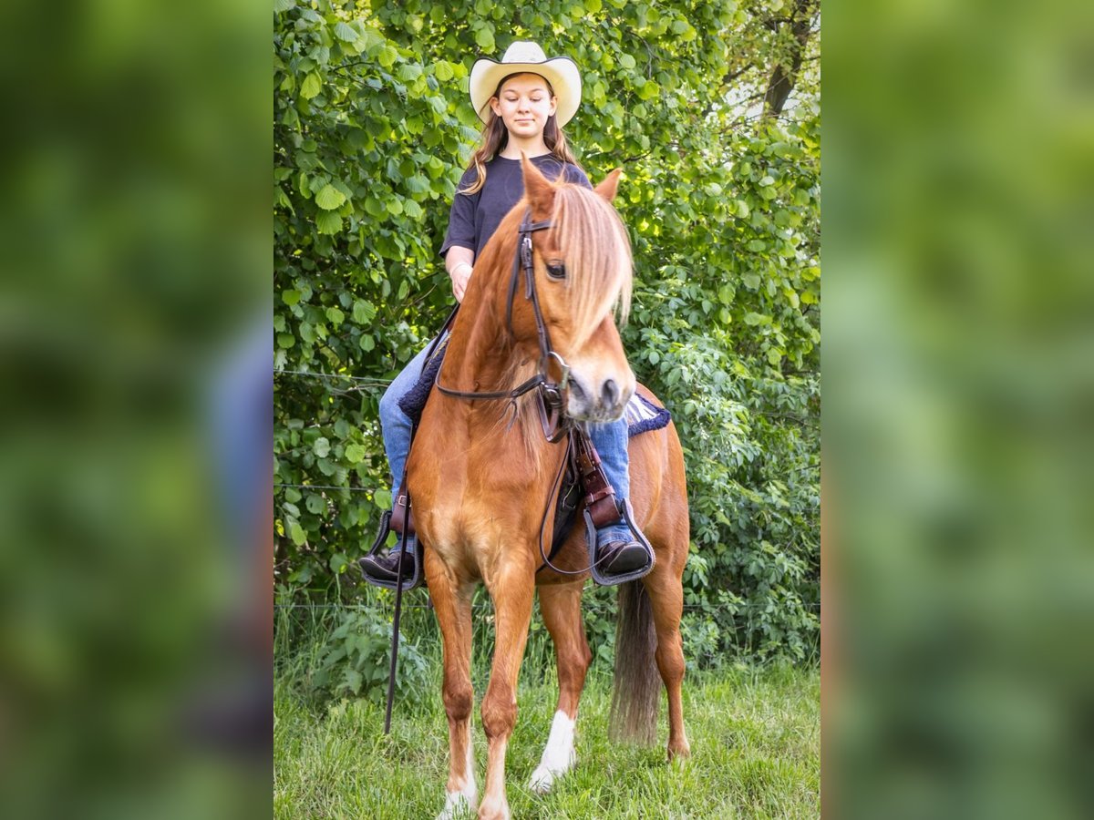 Deutsches Reitpony Wallach 11 Jahre 132 cm Fuchs in Geeste