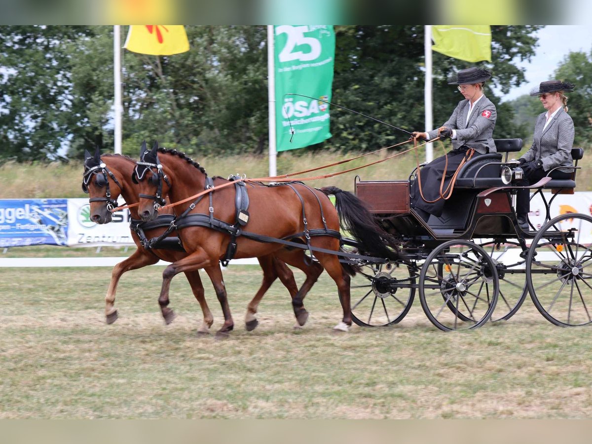 Deutsches Reitpony Wallach 11 Jahre 140 cm Dunkelfuchs in Ahaus