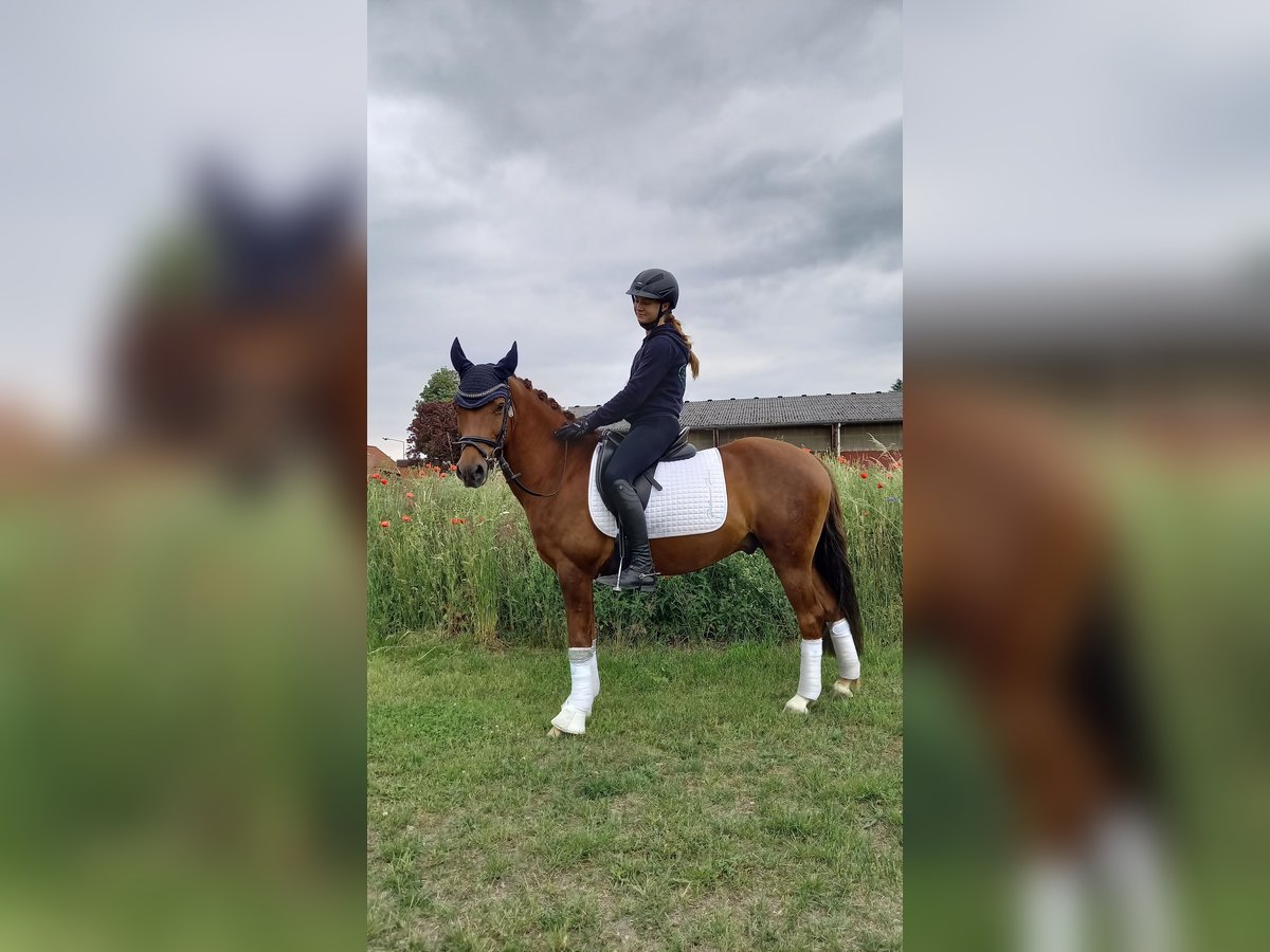 Deutsches Reitpony Wallach 11 Jahre 142 cm Fuchs in Stuhr