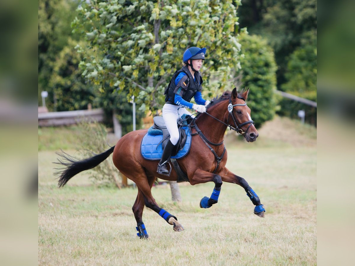 Deutsches Reitpony Wallach 11 Jahre 146 cm Brauner in Erbes - Büdesheim