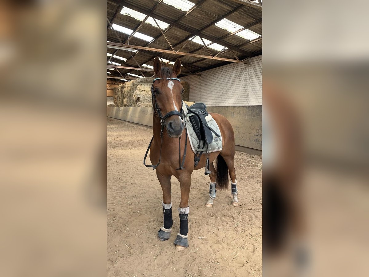 Deutsches Reitpony Wallach 11 Jahre 146 cm Fuchs in Moorrege