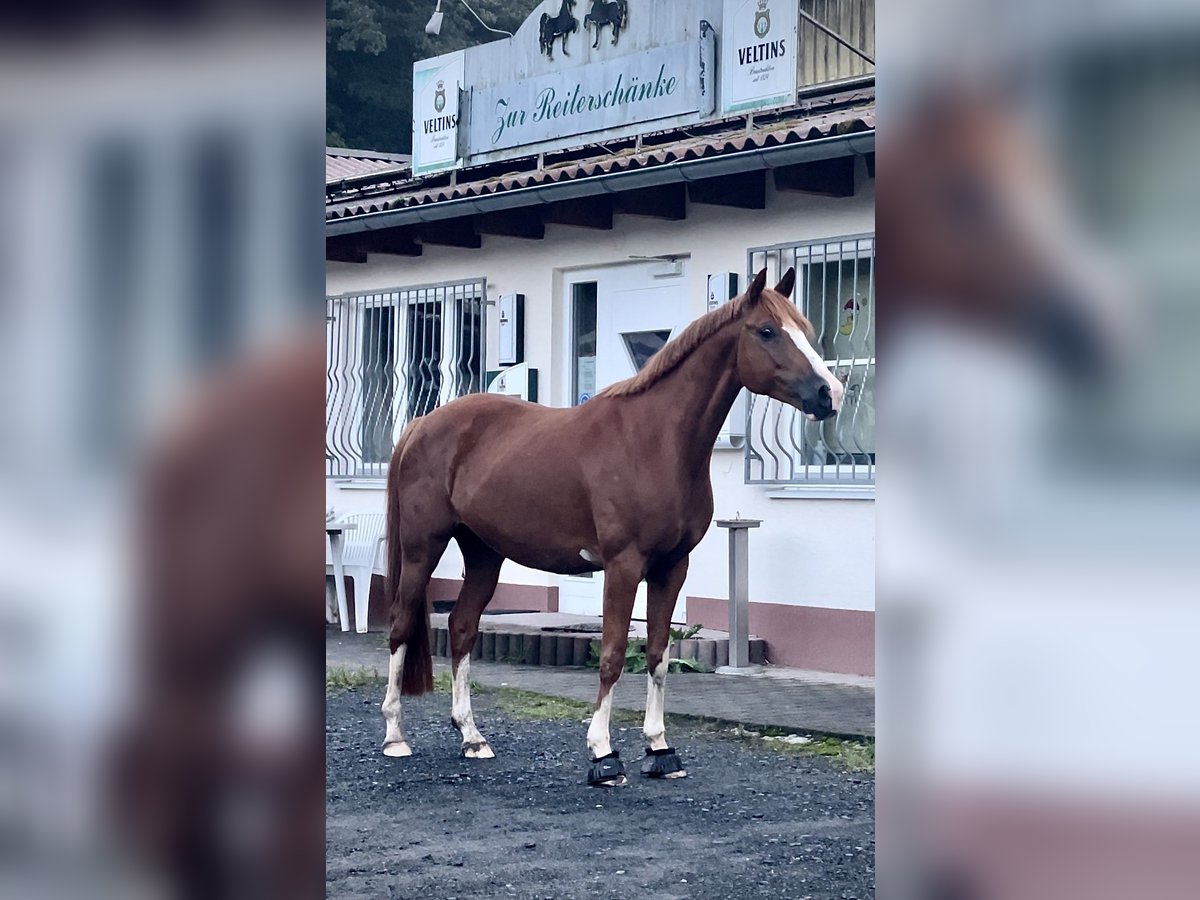 Deutsches Reitpony Wallach 11 Jahre 146 cm Fuchs in Schenklengsfeld