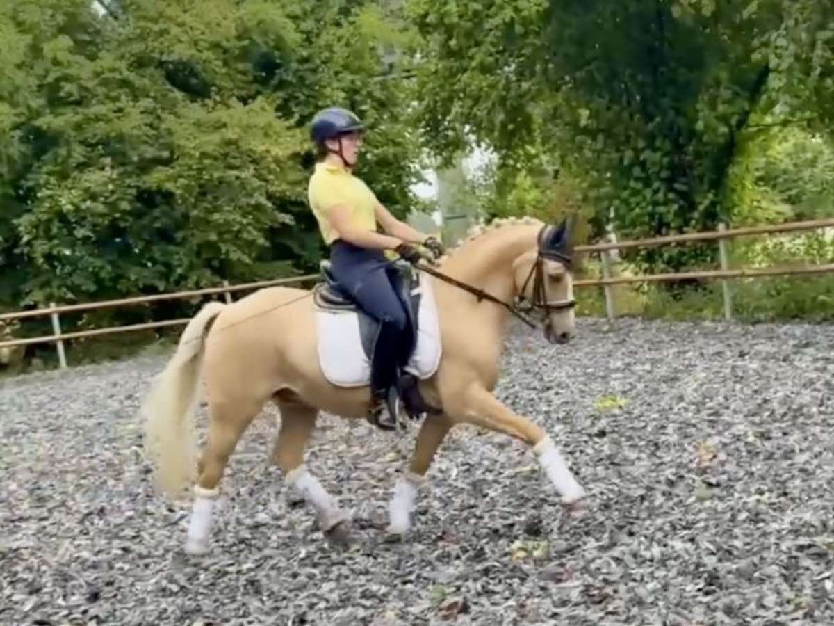 Deutsches Reitpony Wallach 11 Jahre 146 cm Palomino in Lippstadt